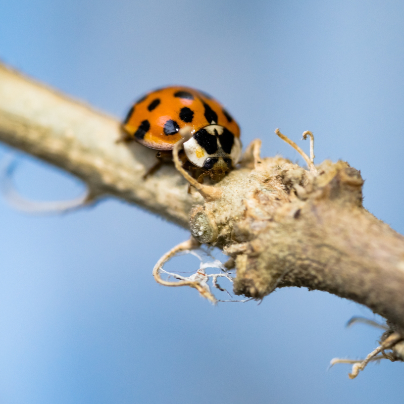 asian lady beetle on a stick