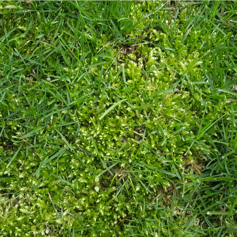 lawn with moss growing 800
